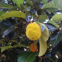 Artocarpus hirsutus Lam.